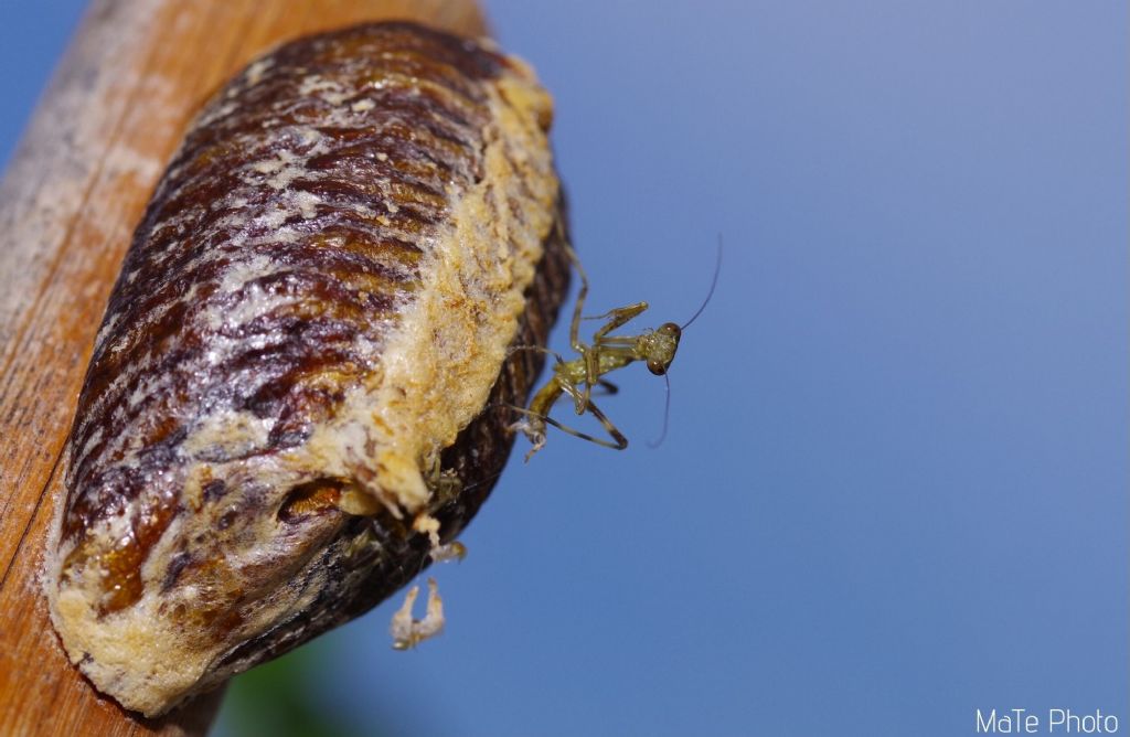 Hierodula patellifera, nuova generazione 2020